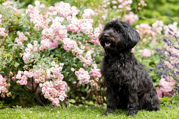 2023 Hundeshooting Frieda 008b