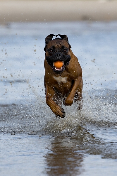 2023 Bobby Hundeshooting 007a