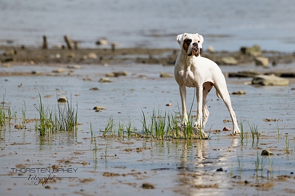 2023 Georgi Hundeshooting 009