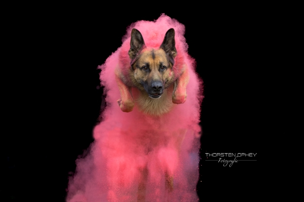 2024 Hundeholishooting 012