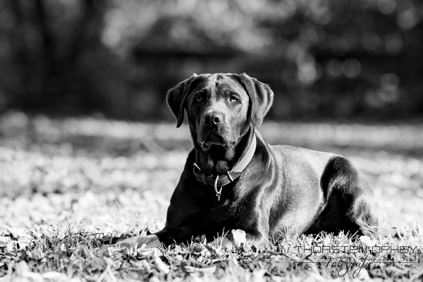 2024 Hundeshooting Hans 001h