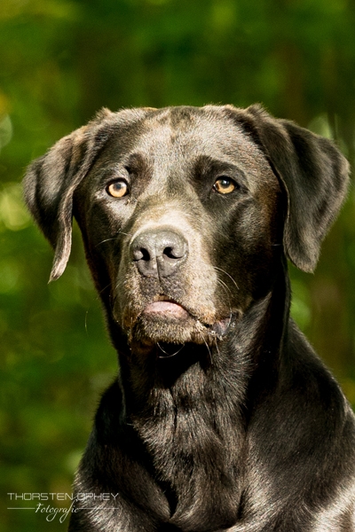 2024 Hundeshooting Hans 003d