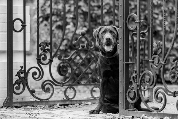 2024 Hundeshooting Hans 025a