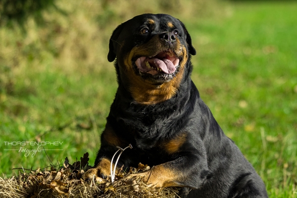 2024 Hundeshooting Scotty 003d