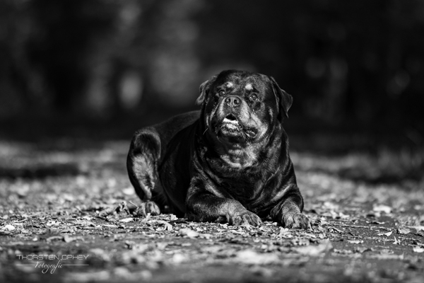 2024 Hundeshooting Scotty 004c