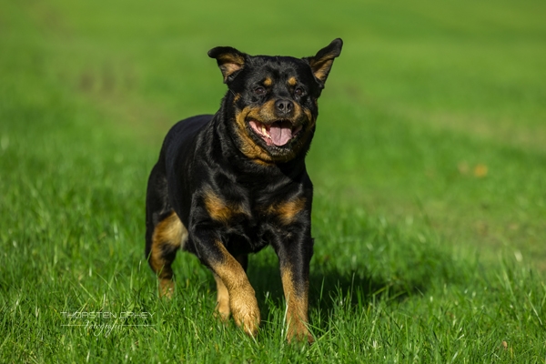 2024 Hundeshooting Scotty 015b
