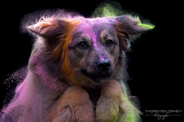 2025 Holishooting Goldi 008b
