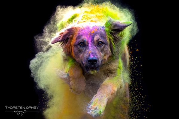 2025 Holishooting Goldi 009a