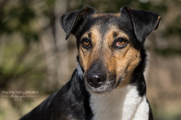 2025 Hundeshooting Trixi 002c