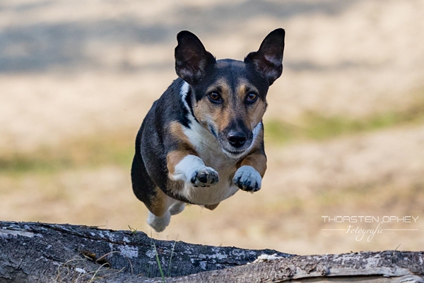 2025 Hundeshooting Trixi 007b