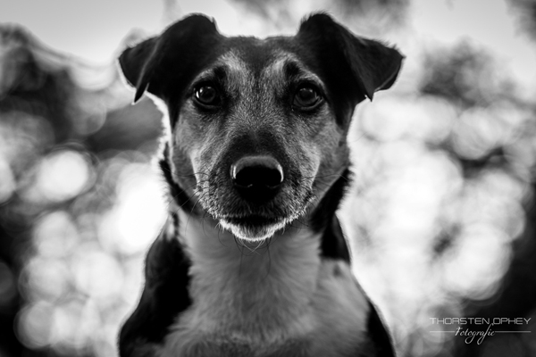 2025 Hundeshooting Trixi 019a