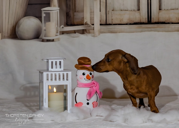 2025 Hundeweihnachtsshooting Charly 004a
