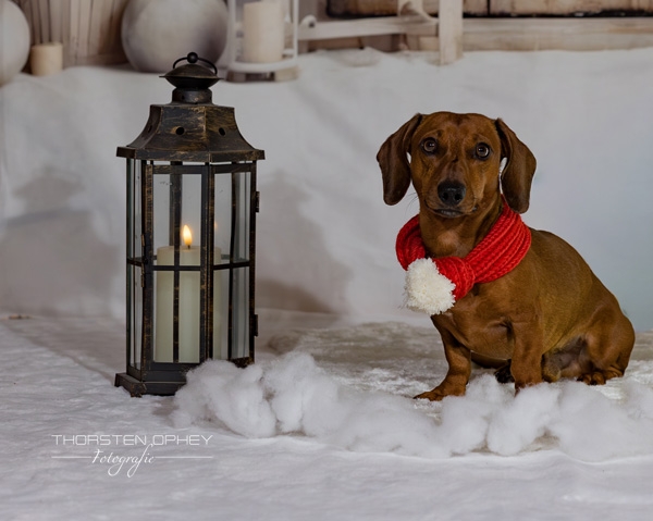 2025 Hundeweihnachtsshooting Charly 005a