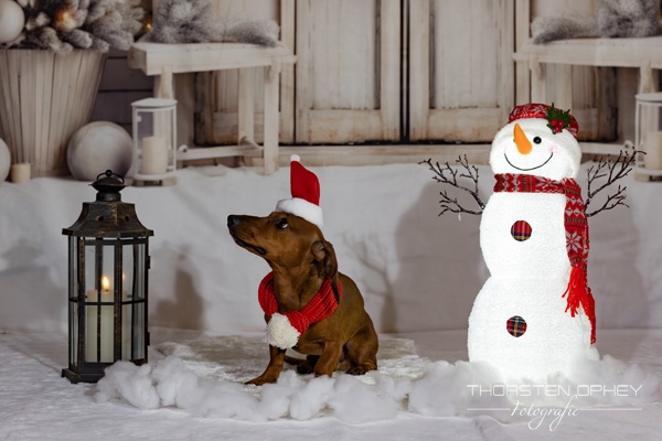 2025 Hundeweihnachtsshooting Charly 006a