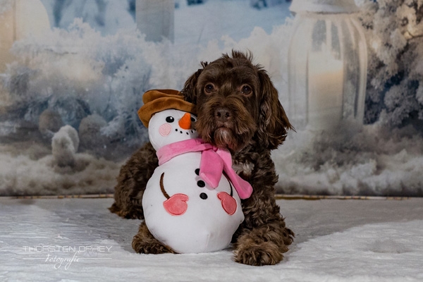 2025 Hundeweihnachtsshooting Juna  001b