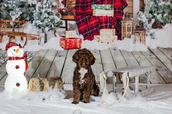 2025 Hundeweihnachtsshooting Juna  004