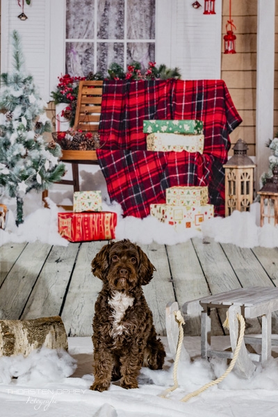 2025 Hundeweihnachtsshooting Juna  004a