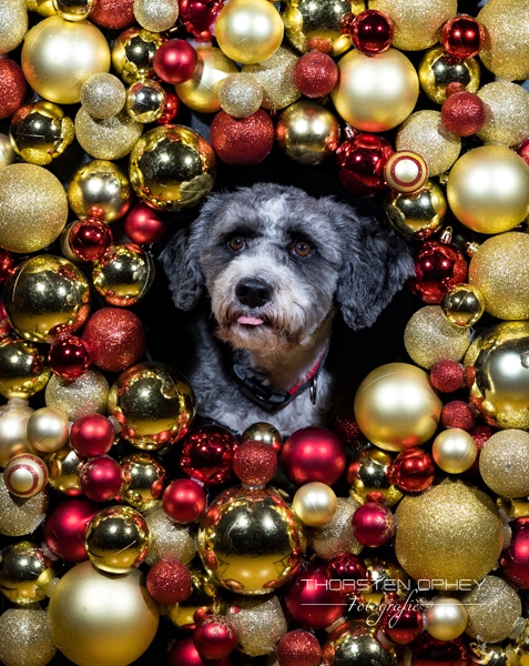 2025 Hundeweihnachtsshooting Lea 001