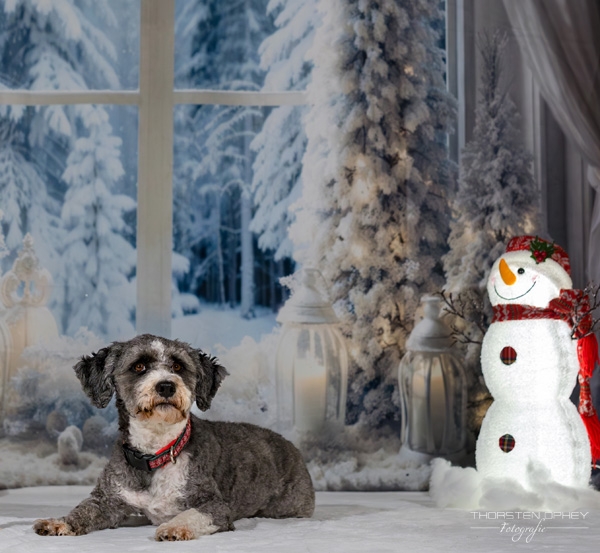 2025 Hundeweihnachtsshooting Lea 004b