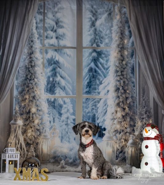 2025 Hundeweihnachtsshooting Lea 005a