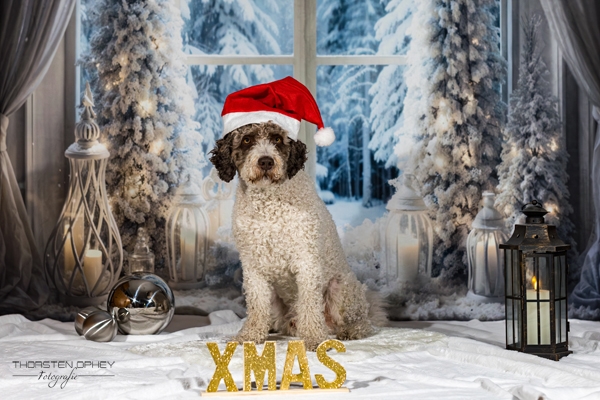 2025 Louie Weihnachtsshooting 008