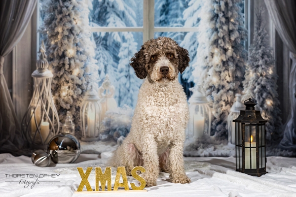 2025 Louie Weihnachtsshooting 010
