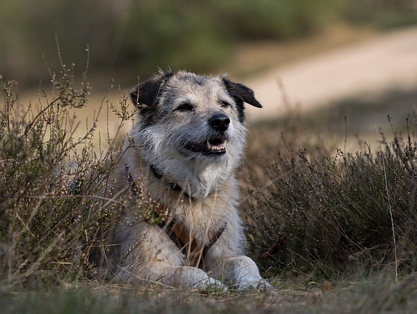 2026 Hundeshooting Muddy 002a