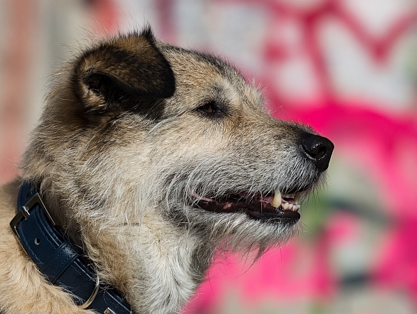 2026 Hundeshooting Muddy 012a