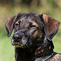 2018 Hundeshooting Cockie 0018
