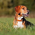 2018 Hundeshooting Luna 0005