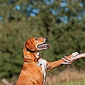 2018 Hundeshooting Luna 0006
