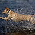 2020 Bommer Hundeshooting 0003