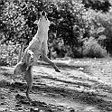 2020 Bommer Hundeshooting 0013c