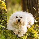 2021 Hundeshooting Bobby Gary 0006a