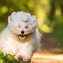 2021 Hundeshooting Bobby Gary 0011