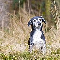 2021 Hundeshooting Lotta 0001a