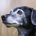 2021 Hundeshooting Lotta 0014a