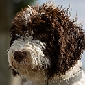 2021 Hundeshooting Louie 0013a