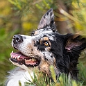 2021 Hundeshooting Mailo Shila 0002