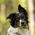 2021 Hundeshooting Mailo Shila 0007