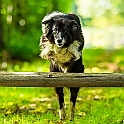2022 Aennie Jesse Hundeshooting Image 010d