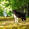 2022 Aennie Jesse Hundeshooting Image 015