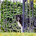 2022 Aennie Jesse Hundeshooting Image 020