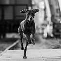 2022 Fay Hundeshooting Hafen 004i