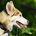 2022 Hundeshooting Fenja Frida 001b