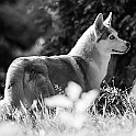 2022 Hundeshooting Fenja Frida 003e