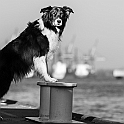 2022 Hundeshooting Aennei Jesse 0001a