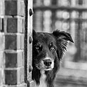 2022 Hundeshooting Aennei Jesse 0020a