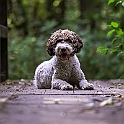 2022 Hundeshooting Louie 004b