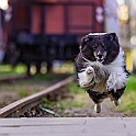2022 Newton Brandon  Hundeshooting Hafen 005f